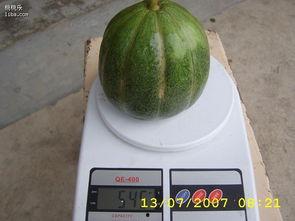 绿瓜可以吃吗,揭秘其可食用之谜