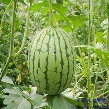 梦见吃很多的瓜,瓜果盛宴下的神秘启示