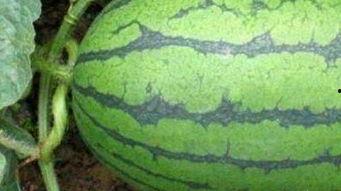 沈阳医院吃瓜,揭秘背后的真相与争议