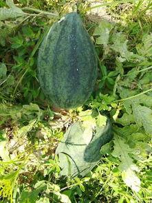 泉州吃瓜活动,吃瓜活动盛况空前，全民共享清凉时光