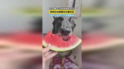 狗狗吃瓜好吗,健康益处与注意事项