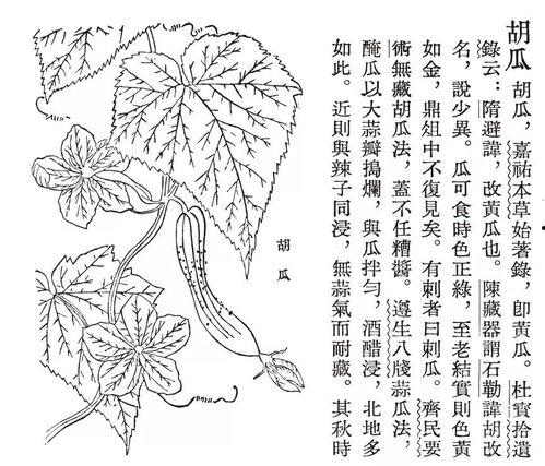 吃瓜古代说法